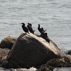 Brandt's Cormorants (Monterey Bay)