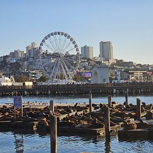 California Sea Lions (San Francisco)