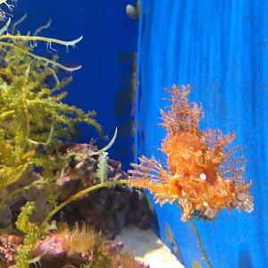 Weedy scorpionfish (Rhinopias frondosa)