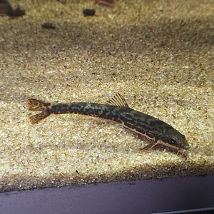 Stone loach (Barbatula barbatula)