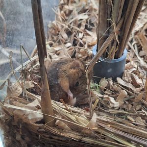 Harvest mouse