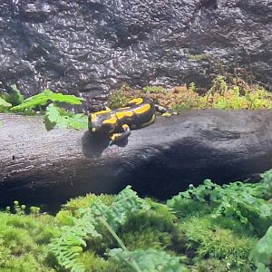Fire salamander (Salamandra salamandra)