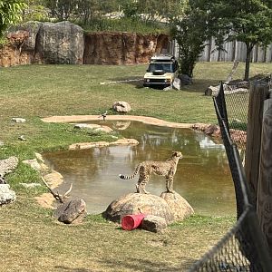 Cheetah in Waterhole Exhibit