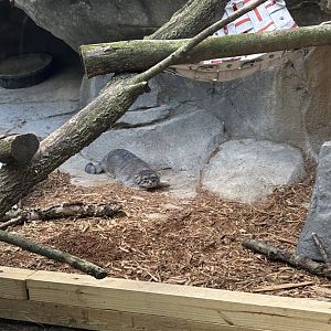Pallas Cat
