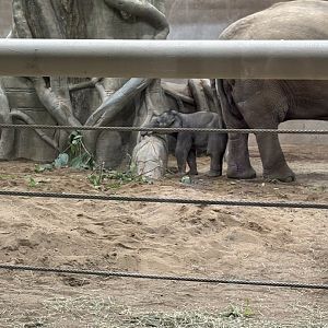 Rita Jean, Asian Elephant Calf
