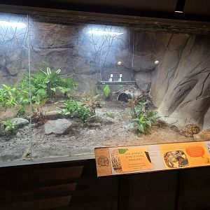 Tortoise Shell-ter (Leopard Tortoise exhibit)