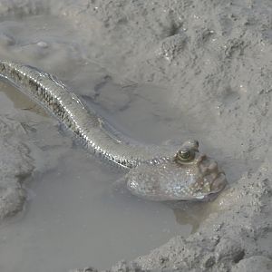 Pug-headed Mudskipper (Periophthalmodon freycineti)