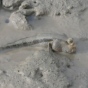 Pug-headed Mudskipper (Periophthalmodon freycineti)
