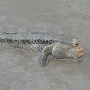 Pug-headed Mudskipper (Periophthalmodon freycineti)