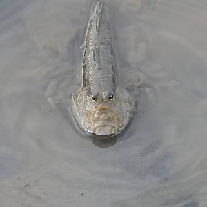 Pug-headed Mudskipper (Periophthalmodon freycineti)