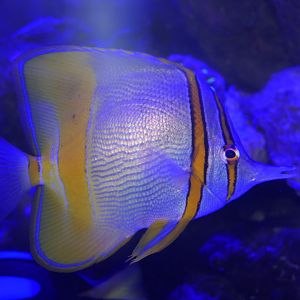 Margined Coralfish (Chelmon marginalis) - Cairns Koalas and Creatures
