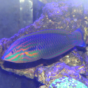 False-eyed Wrasse (Halichoeres biocellatus) - Cairns Koalas and Creatures