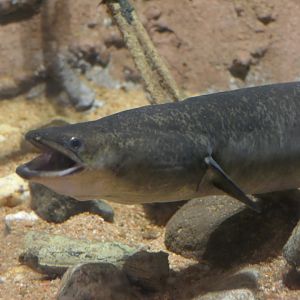 Southern Shortfin Eel (Anguilla australis) - Cairns Koalas and Creatures