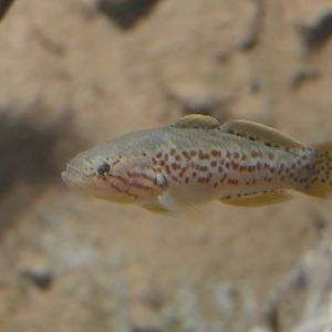 Purple-spotted gudgeon species (Mogurnda sp.)  - Cairns Koalas and Creatures