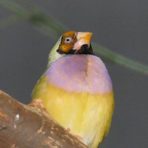 Gouldian Finch (Chloebia gouldiae) - Cairns Koalas and Creatures