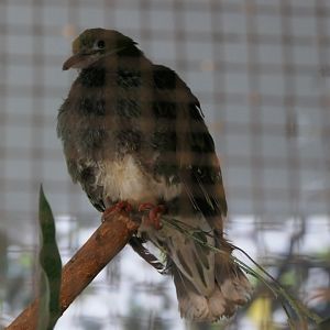 Rose-crowned Fruit Dove (Ptilinopus regina) - Cairns Koalas and Creatures