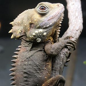 Boyd's Forest Dragon (Lophosaurus boydii) - Cairns Koalas and Creatures