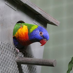 Rainbow Lorikeet (Trichoglossus moluccanus) - Cairns Koalas and Creatures