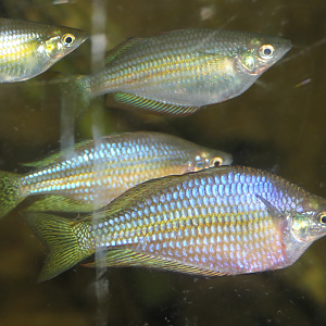 Chequered Rainbowfish (Melanotaenia splendida inornata) - Cairns Koalas and Creatures