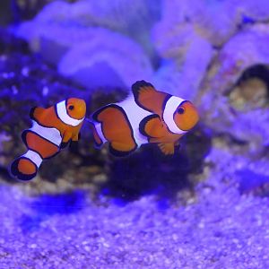 Ocellaris Clownfish (Amphiprion ocellaris) - Cairns Koalas and Creatures