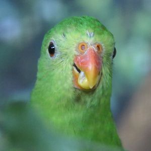Red-winged Parrot (Aprosmictus erythropterus) - Cairns Koalas and Creatures