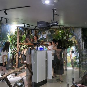 Koala enclosure - Cairns Koalas and Creatures