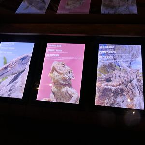 Signage - Cairns Koalas and Creatures