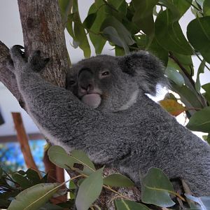 Queensland Koala (Phascolarctos cinereus adustus) - Cairns Koalas and Creatures