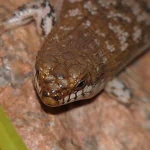 Pygmy spiny-tailed skink sp. (Egernia depressa species complex) - Cairns Koalas and Creatures