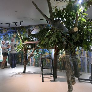 Koala enclosure - Cairns Koalas and Creatures