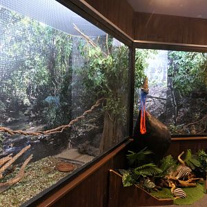 Aviary - Cairns Koalas and Creatures