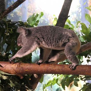 Queensland Koala (Phascolarctos cinereus adustus) - Cairns Koalas and Creatures