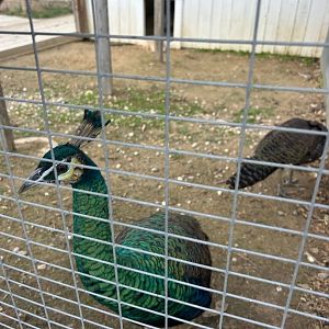 Green Peafowl (The Critter Barn, Zeeland, MI, 9/5/25)