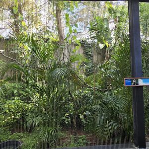 Canopy Aviary - kookaburra