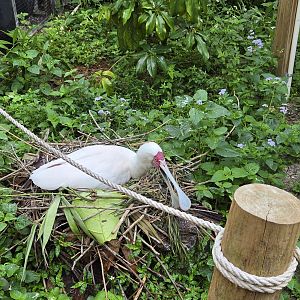 Canopy Aviary - African spoonbill nesting