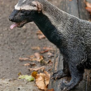 Greater grison (Galictis vittata)