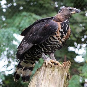 Crowned Eagle