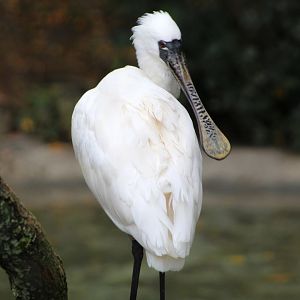 Black-faced Spoonbill