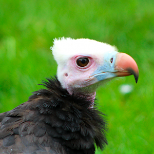 White-headed Vulture