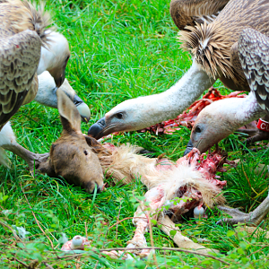 Vulture Carcass Feed