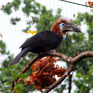 Black-casqued Hornbill