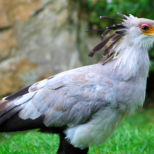 Secretary Bird