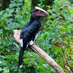 Trumpeter Hornbill