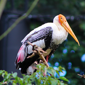 Painted Stork