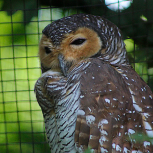 Spotted Wood Owl