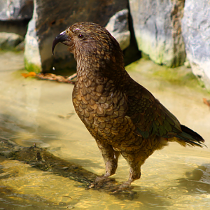 Kea