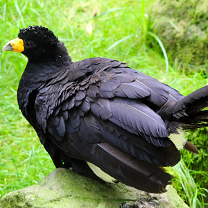 Black Curassow