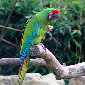 Military Macaw