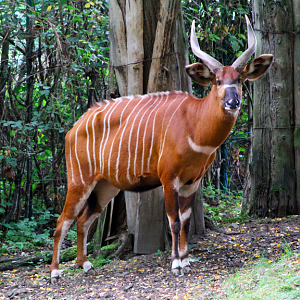 Eastern Bongo