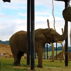 Bull African Elephant